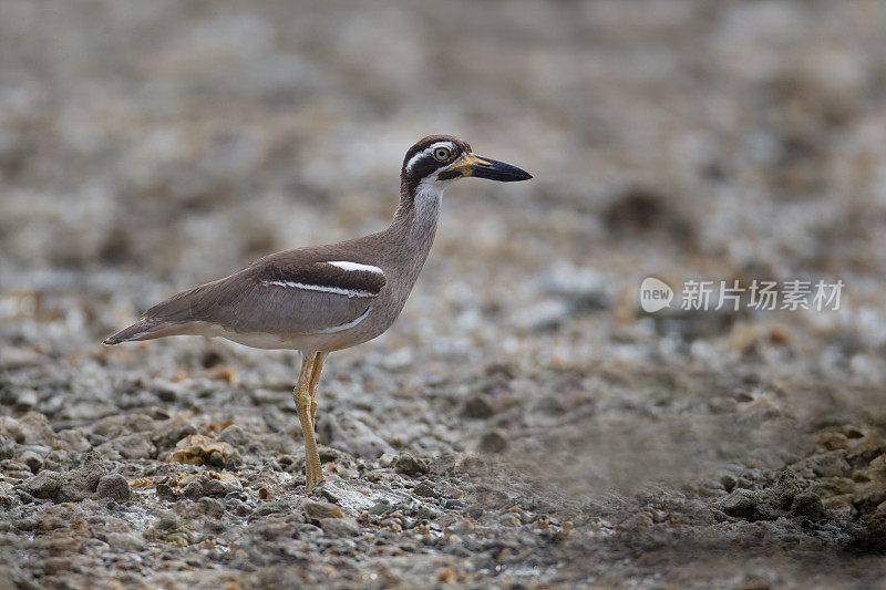 厚膝鸟:成年海滩厚膝或海滩石鸻(Esacus magnirostris)